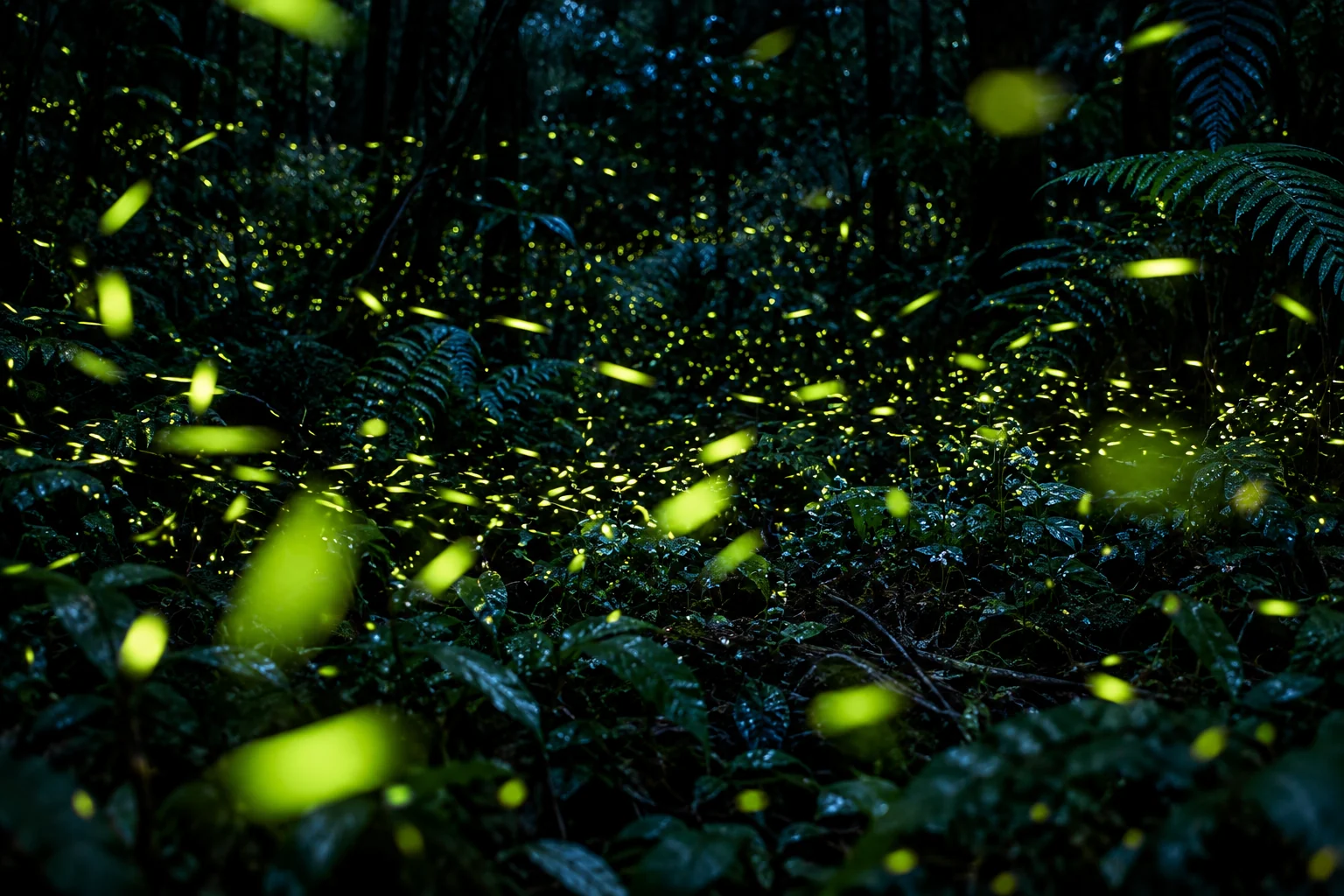 The forest at night, full of firefly light