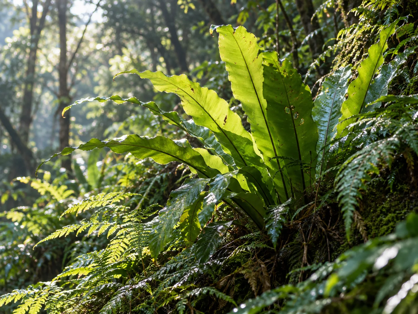 晨光穿過林間,照亮山蘇與蕨類