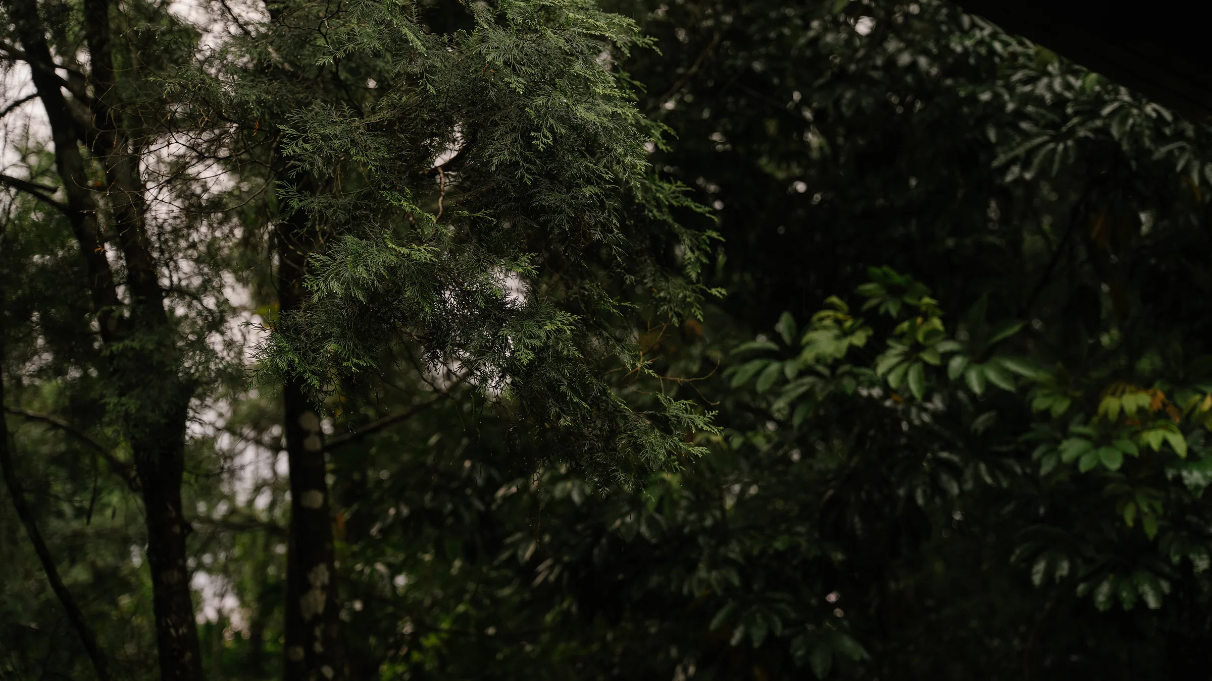 雨天的林間枝葉